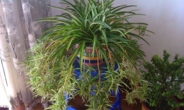 廈門(mén)小姐姐吃兔子肉,小姐姐的獨(dú)特味蕾之旅——兔子肉大揭秘