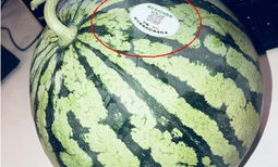 成都網(wǎng)紅吃瓜,揭秘城市美食圈的熱辣故事