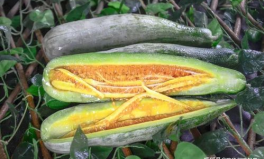 網(wǎng)紅吃瓜視頻的特點(diǎn),娛樂(lè)狂歡背后的真相與爭(zhēng)議