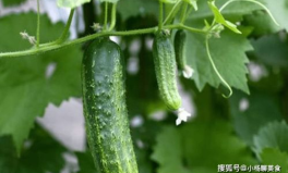 網(wǎng)紅泡泡和黃鈺吃瓜,一場(chǎng)吃瓜盛宴背后的故事