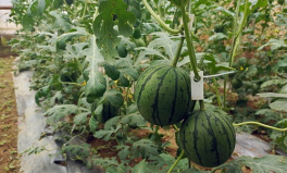 五一吃瓜網(wǎng)吃瓜熱門(mén)大瓜,五一假期熱門(mén)大瓜盤(pán)點(diǎn)，揭秘娛樂(lè)圈幕后真相