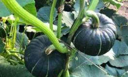 吃瓜被爆的網(wǎng)紅是誰,揭秘被爆料的網(wǎng)紅吃瓜事件真相