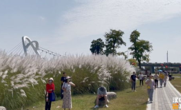 蘆葦風景小姐姐,捕捉自然之美，展現(xiàn)生態(tài)魅力