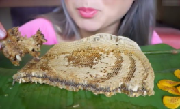 吃播小姐姐吃蜂巢蜜視頻,吃播小姐姐的甜蜜冒險